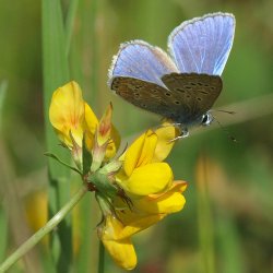 Kllingetand, <br>Almindelig<br><i>Lotus corniculatus</i>