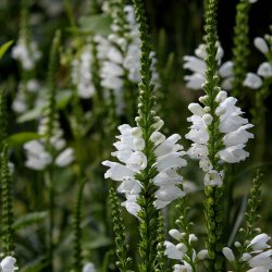 Drejeblomst <br>'Alba' <br><i>Physostegia virginiana </i>