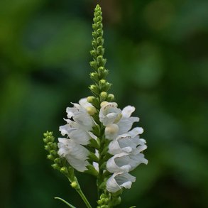 Drejeblomst <br>'Alba' <br><i>Physostegia virginiana </i>
