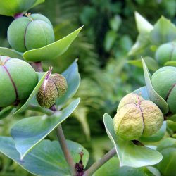 Vortemlk, Kors-<br>'Muldvarpeplante'<br><i>Euphorbia lathyris </i>