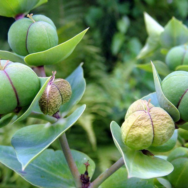 Vortemlk, Kors-<br>'Muldvarpeplante'<br><i>Euphorbia lathyris </i>