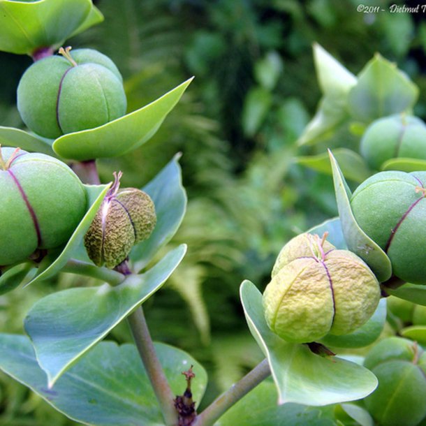 Vortemlk, Kors-  <br>Storkb<br>'Muldvarpeplante'<br><i>Euphorbia lathyris </i>