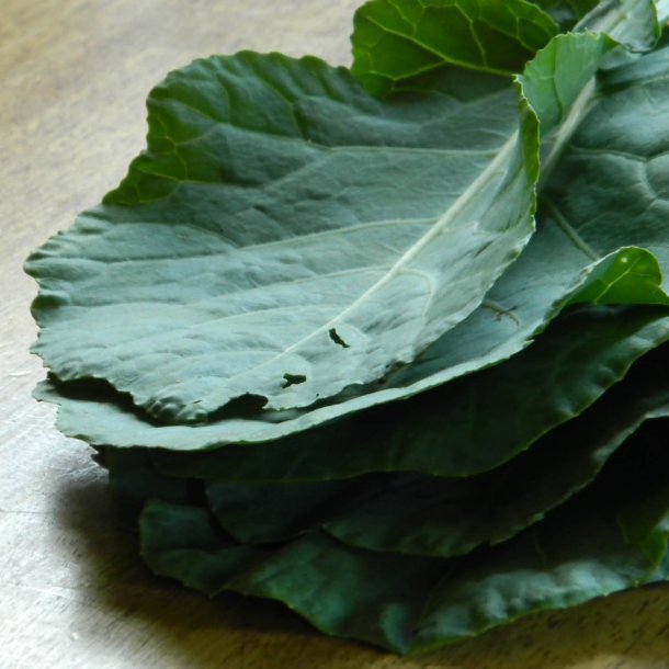 Bladkl, <br>Couve Galega <br><i>Brassica oleracea</i>