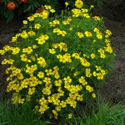 Citrontagetes <br>'Lemon Gem'<br><i>Tagetes tenuifolia </i>