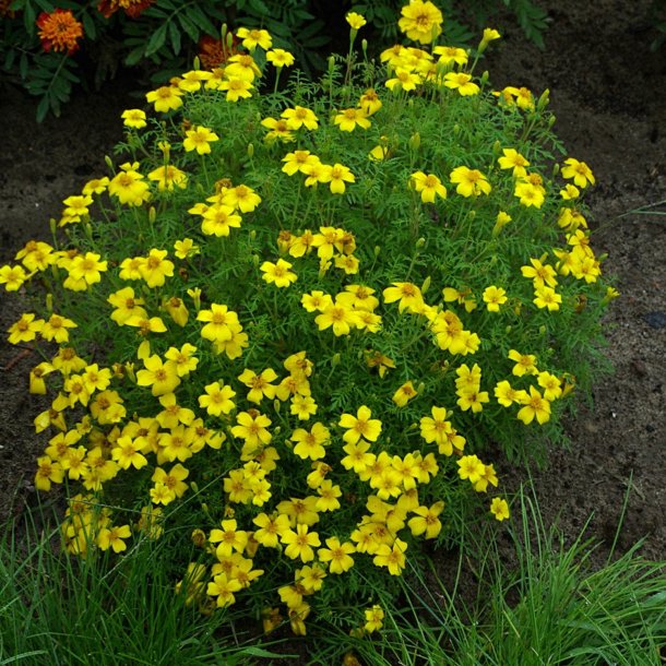 Citrontagetes <br>'Lemon Gem'<br><i>Tagetes tenuifolia </i>