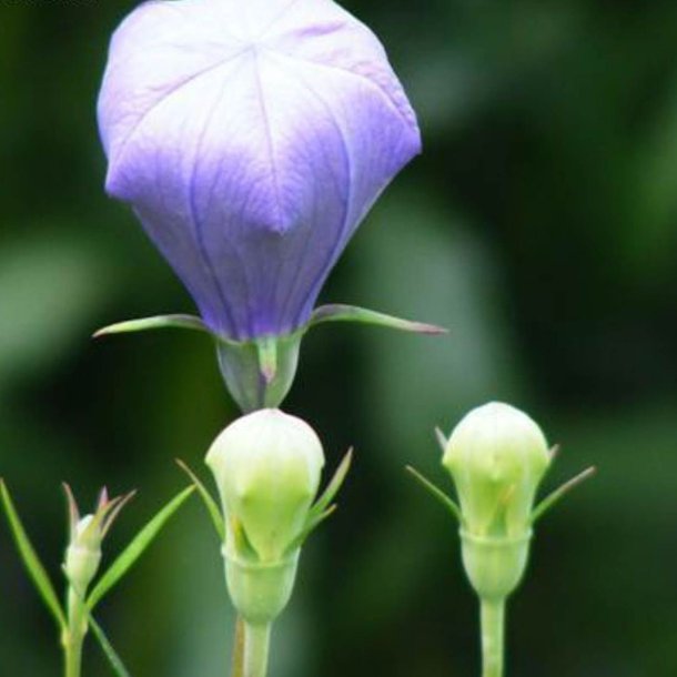 Ballonklokke <br>'Fuji Blue' <br><i>Platycodon grandiflorus</i>