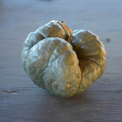 Grskar <br>'Triamble'/'Shamrock' <br><i>Cucurbita maxima</i>