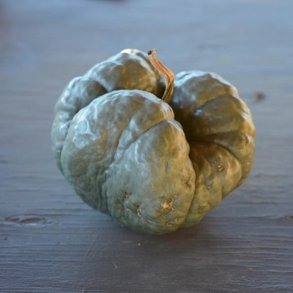 Grskar <br>'Triamble'/'Shamrock' <br><i>Cucurbita maxima</i>