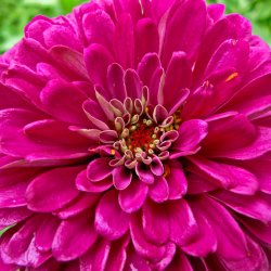 Frkenhat <br>'Lilac' <br><i>Zinnia elegans </i>