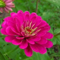 Frkenhat <br>'Lilac' <br><i>Zinnia elegans </i>