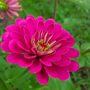 Frkenhat <br>'Lilac' <br><i>Zinnia elegans </i>