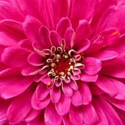 Frkenhat <br>'Lilac' <br><i>Zinnia elegans </i>