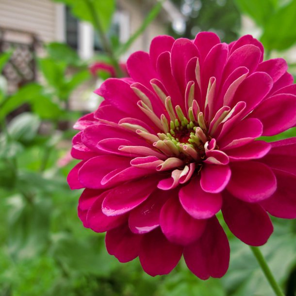 Frkenhat <br>'Lilac' <br><i>Zinnia elegans </i>