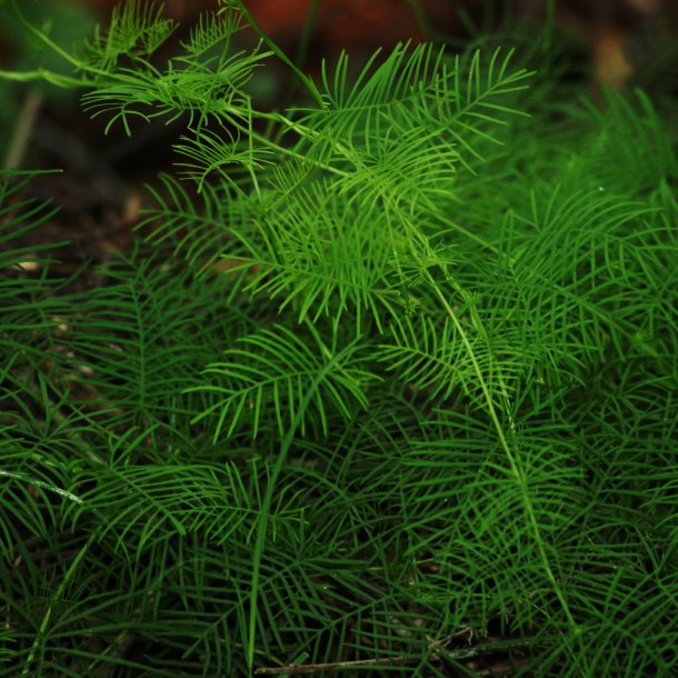 Snerle, Fjer- <br>'Feather White' <br><i>Ipomoea quamoclit</i>
