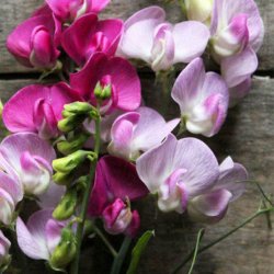Lathyrus, Staude-, <br>'Pearl Mixed' <br><i>Lathyrus latifolius </i>