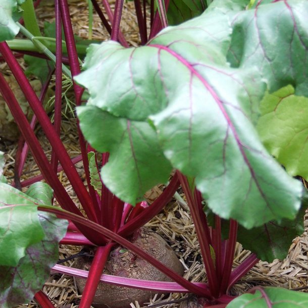 Rdbede <br>'Detroit 2 Crimson Globe'<br><i>Beta vulgaris</i>