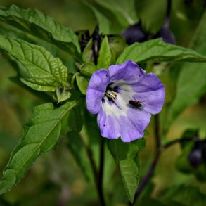 Kantbger, Leanderklokke <br><i>Nicandra physalodes </i>