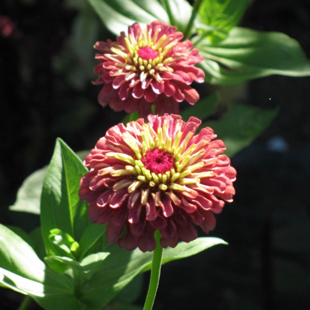 Frkenhat <br>'Queen Red Lime'<br><i>Zinnia elegans </i>