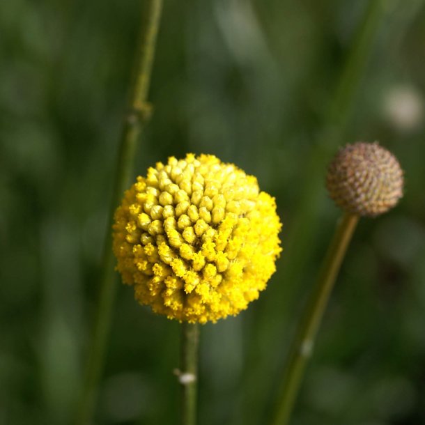 Drumsticks <br><i>Craspedia globosa</i><br><br>