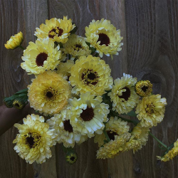 Morgenfrue <br>'Ivory Princess' <br><i>Calendula officinalis </i>