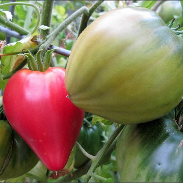 Tomat <br>'Sweetheart�<br><i>Lycopersicon esculentum</i>