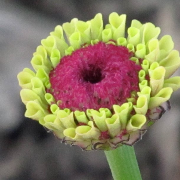 Frkenhat <br>'Queen Red Lime'<br><i>Zinnia elegans </i>
