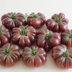 Tomat <br>'Purple Calabash' <br><i>Lycopersicon esculentum</i>