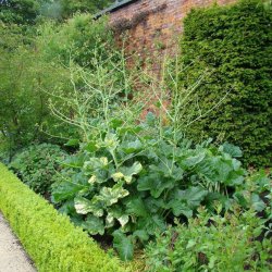 Kmpeslr <br><i>Crambe cordifolia </i><br><br>