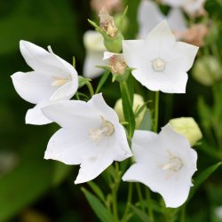 Ballonklokke <br>'Fuji White' <br><i>Platycodon grandiflorus</i>