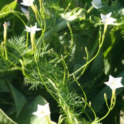 Snerle, Fjer- <br>'Feather White' <br><i>Ipomoea quamoclit</i>