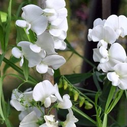Lathyrus, Staude-, <br>'Albus' <br><i>Lathyrus latifolius </i>
