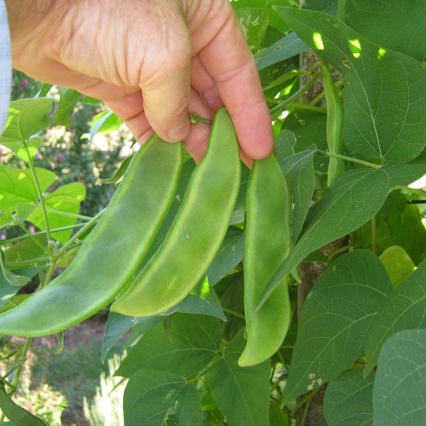 Limabnne, Butterbean<br>'King of Garden' <br><i>Phaseolus lunatus</i>