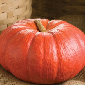 Grskar <br>'Rouge vif d'Etampes' <br><i>Cucurbita maxima</i>