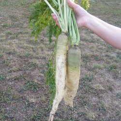 Gulerod <br>'Blanche collet vert hors terre' <br><i>Daucus carota var. sativus</i>