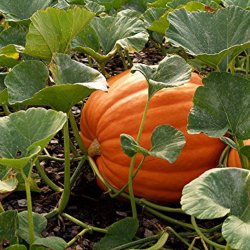 Grskar <br>'Mammoth Gold' <br><i>Cucurbita maxima</i>