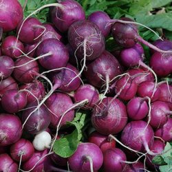Radise <br>Purple Plum' <br><i>Raphanus sativus</i>