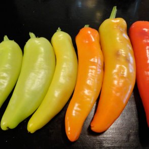 Chili <br>'Hungarian Hot Wax'<br><i>Capsicum annuum</i>