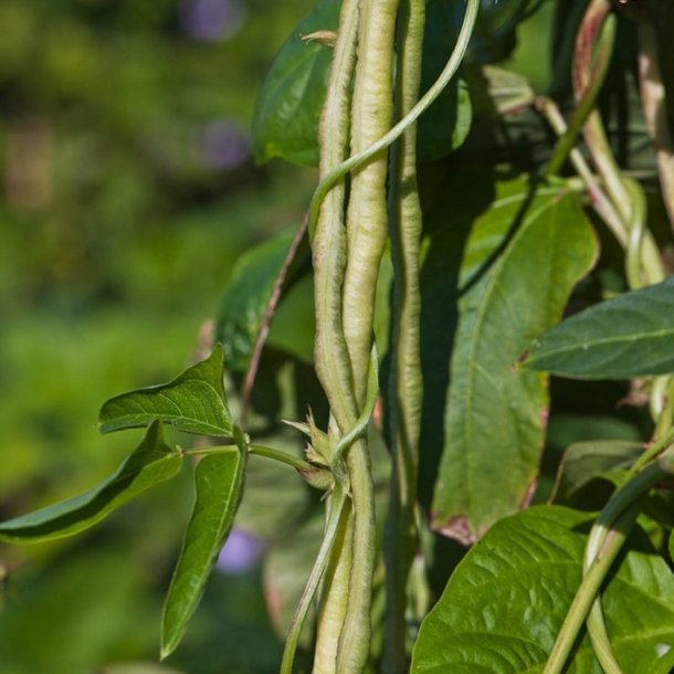 Meterbnne, <br>spaghettibnne<br><i>Vigna unguiculata ssp. sesquipedalis</i>