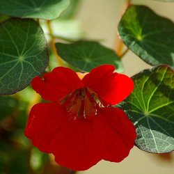 Tallerkensm�kker<br>�Empress of India�<br><i>Tropaeolum majus</i>