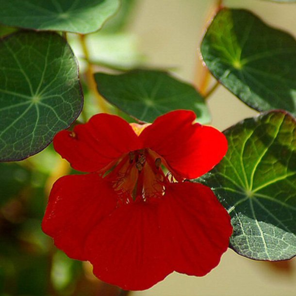 Tallerkensm�kker<br>�Empress of India�<br><i>Tropaeolum majus</i>