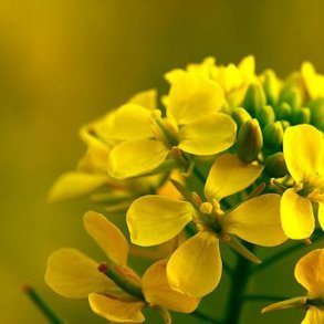 Sennep, <br>gul <br><i>Sinapis alba</i>