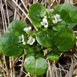 Brndkarse, <br>tykskulpet <br><i>Nasturtium officinale</i> 