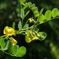 Blreblg <br><i>Colutea arborescens</i><br><br>