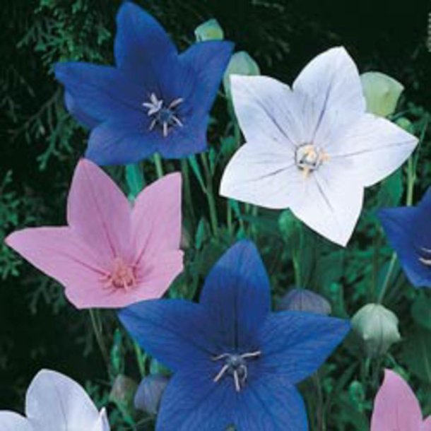 Ballonklokke <br>'Mix' <br><i>Platycodon grandiflorus</i>