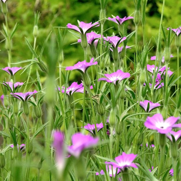 Klinte <br><i>Agrostemma githago </i><br><br>