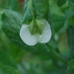 rt, Sukker- <br>'Oregon' <br><i>Pisum sativum var. macrocarpon</i>