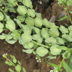 Pengeurt <br><i>Thlaspi arvense</i><br><br>