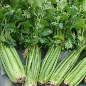 Bladselleri <br>'Tall Utah' <br><i>Apium graveolens var. dulce</i>