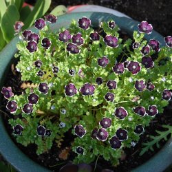 jeblomst <br>'Penny Black' <br><i>Nemophila discoidalis</i>