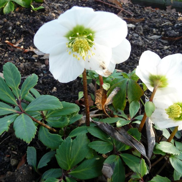 Julerose <br><i>Helleborus niger </i><br><br>